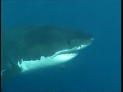 MCU Great White Shark swimming to and past camera, Guadalupe Island, Pacific Ocean Stock Footage