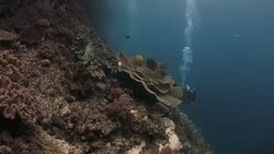Giant leaf coral (Lettuce Coral) found in Raja ampat, Indonesia Stock Footage