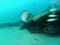 MS POV TS Shot of Ribbon tail ray swimming into rocky cave to hide and observe surroundings / Matola, Maputo, Mozambique Stock Footage