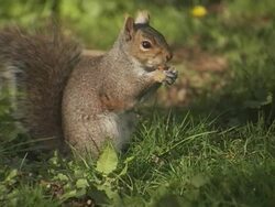 CU, Canada, British Columbia, Vancouver, Stanley Park, Squirrel eating almond on grass Stock Footage