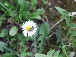 Bee on the field flower, white daisy Stock Footage