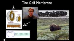 The Cell Membrane Instructional Video