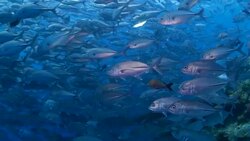 Trevally, Jack fish, schooling, undersea, sea life Stock Footage