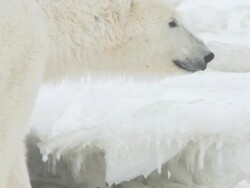 CU TS SLO MO Polar bear walking on ice / Churchill, Manitoba, Canada Stock Footage
