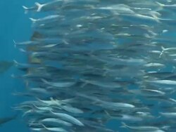 MS TS Sailfish schooling to hunt bait ball / Playa del Carmen, Isla Mujeres, Mexico Stock Footage