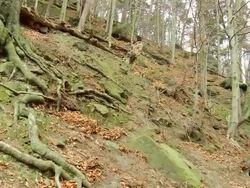 MS PAN Shot of German mix forest / Dresden, Saxony, Germany  Stock Footage