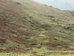 WS Sex Herb collectors at Himalayan mountains / Durma, Banke District, Nepal Stock Footage