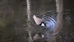 Lapwing in nature Stock Footage