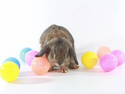 Easter Bunny Stock Footage