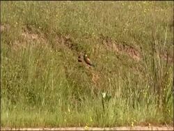 Bee eater (Merops apiaster) flies away from nest hole, Sierra de Andujar, Sierra Morena, Andalucia, Spain Stock Footage