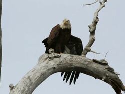 MS Shot of bald eagle stretching and perching on tree / Boulder, Colorado, United States Stock Footage