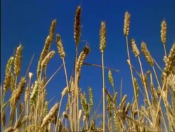 CU golden Wheat ears, England Stock Footage