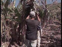 ISRAEL: NEW FRUIT LOOKS LIKE A BANANA AND TASTES LIKE AN APPLE News Clip