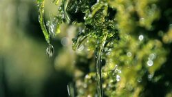 Green moss in spring Stock Footage