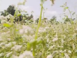 HD: Moving Through The Field Of Buckwheat Stock Footage