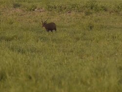 deer walk alone Stock Footage