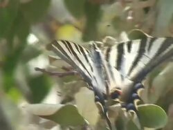 Butterfly Stock Footage