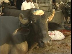 Numbers of Oriental White-backed Vultures decrease sharply News Clip