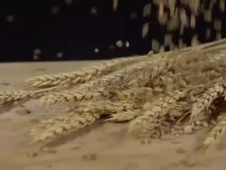 HD SUPER SLOW-MO: Grains Falling Over Wheat Ears Stock Footage