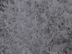 CU Shot of hoar frost on trees in winter storm / Colorado, United States Stock Footage