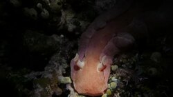 Red giant nudibranch, seabed, close-up, Indian Ocean Stock Footage