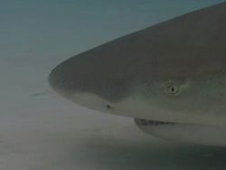 Lemon shark, Negaprion brevirostris, opens mouth, Bahamas  Stock Footage