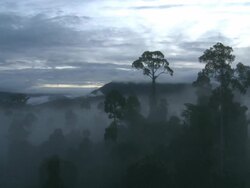 Misty rainforest, Maliau Basin, Sabah, Malaysia, Borneo Stock Footage