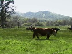 Cattle herding close up. Stock Footage