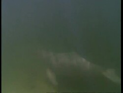 MS Boto, Inia geoffrensis, river dolphin swimming underwater across frame, Amazon, South America Stock Footage