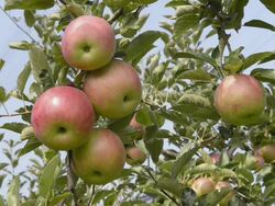 CU Shot of Red apples hanging on tree in apple orchard / Merano, Trentino, Tyrol, Italy Stock Footage