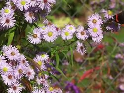 SLOW MOTION: Flying Butterfly Stock Footage