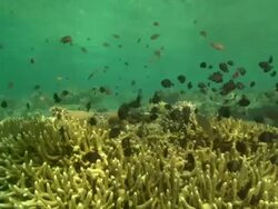 Reef with small staghorn coral and black fish, close up. Borneo, Malaysia, Southeast Asia Stock Footage