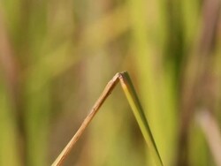 Red dragonfly Stock Footage