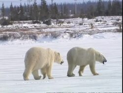 Polar bear (Ursus maritimus) couple walking, near Churchill, Manitoba, Canada Stock Footage