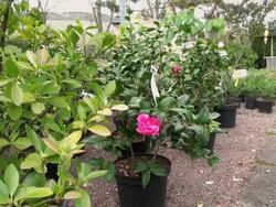 CU Shot of pink camellia and plants in nursery / Saarburg, Rhineland-Palatinate, Germany Stock Footage