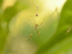 Spider Stock Footage