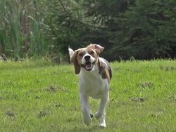 MS TS SLO MO Shot of Beagle dog, young running on grass / Calvados, Normandy, France Stock Footage
