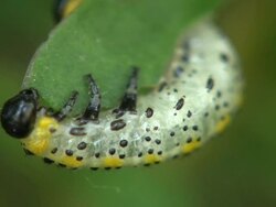Caterpillar Stock Footage