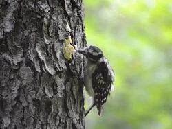 CU Shot of Female downy woodpecker eating homemade suet on tree trunk Stock Footage