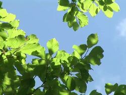 HD: Green branches Stock Footage