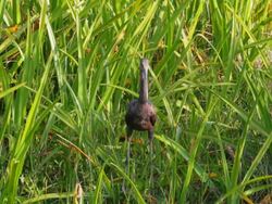 Brown ibis in the Everglades Stock Footage