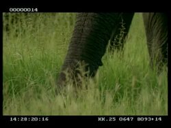 CU of African Elephants (Loxodonta africana) trunk, collects water in trunk & sprays over trunk, drinks Stock Footage