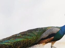 Peacock feathers beautiful bird. Stock Footage