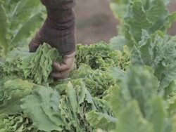 tobacco harvest Stock Footage