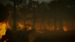 A wall of fire burns a forest as dinosaurs flee in a computer generated animation. Stock Footage