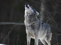 Howling Wolf Stock Footage