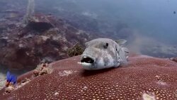 Coral And Fish Stock Footage