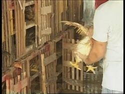 HONG KONG: ANIMAL EXPERTS HOPE TO FIND CLUES TO DEADLY FLU VIRUS News Clip