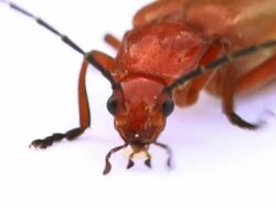 Red Beetle Stock Footage