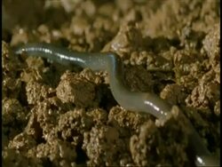 CU Earthworm, Lumbricus, moving over ground, Western Ghats, India Stock Footage
